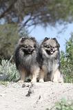 SPITZ ALLEMAND 097